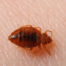 The Lowdown on Bedbugs