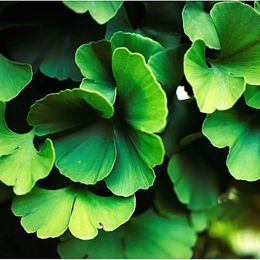 Ginkgo Ovarian and Cancer