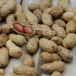 Cure Peanut Allergy With Peanuts?