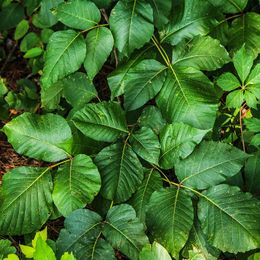 Stopping the Itch Of Poison Ivy