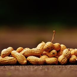 Eating Peanuts May Cure Peanut Allergy