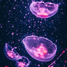 Breakthrough Jellyfish Treatment Makes You Smarter in Days