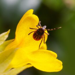 Beyond Lyme Disease—More Reasons to Steer Clear of Ticks