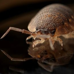 Don't Let the Bedbugs Bite, Allergist Warns