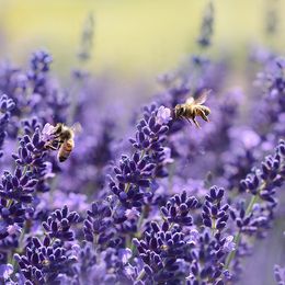 Bee Pollen—Taking the Sting Out of Allergies