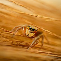 Study Shows Fear Makes Spiders Seem Extra Large