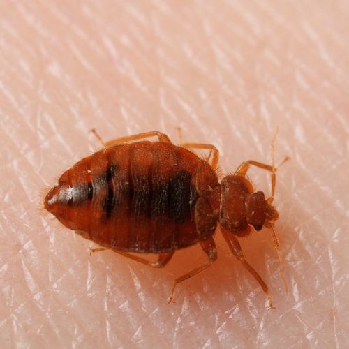 The Lowdown on Bedbugs