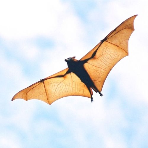 Vampire Bat Saliva May Add Bite to Stroke Treatment