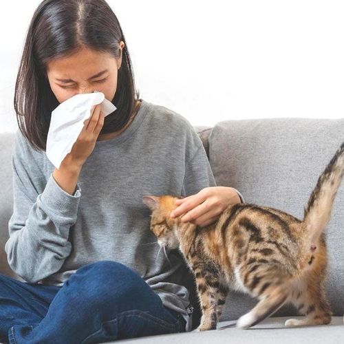 Cat Allergens Have 9 Lives, Too
