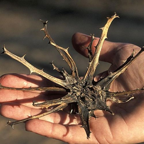 Devil's Claw Relieves Back Pain