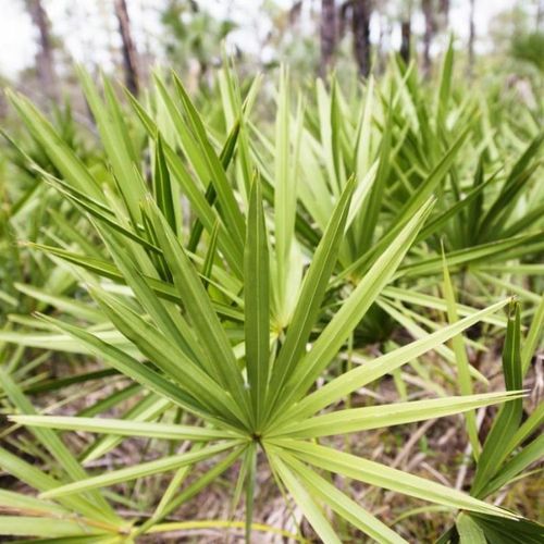 Saw Palmetto Won't Ease Enlarged Prostate