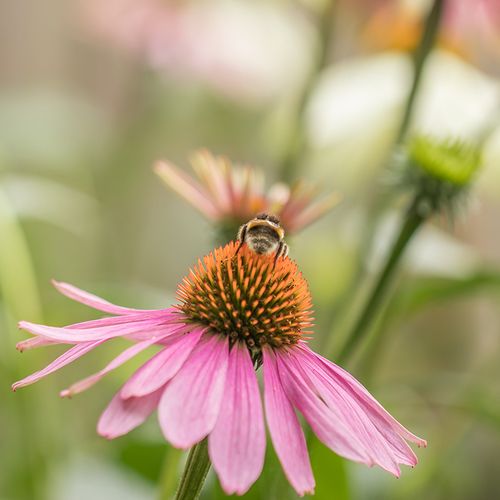 Echinacea Warning: Could It Increase Colon Cancer?