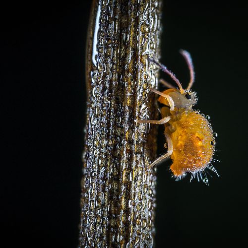 Hot Air Blows Away Head Lice