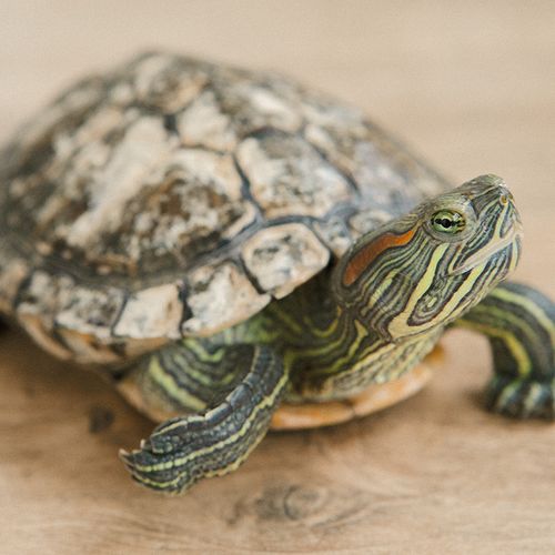 Pet Turtles Linked to Rise in Salmonella Infections
