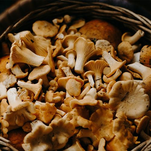 A Medicinal Mushroom For Cancer?