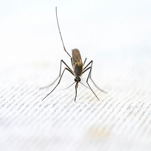 Herbal Treatment Best for Malaria