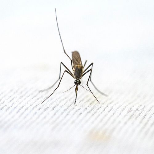 Promising Malaria Vaccine May Save Children's Lives