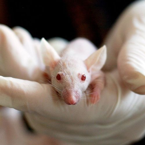 Experimental Chemical Helps Blind Mice See
