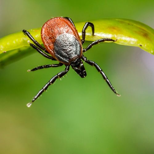 Know the Facts About Lyme Disease
